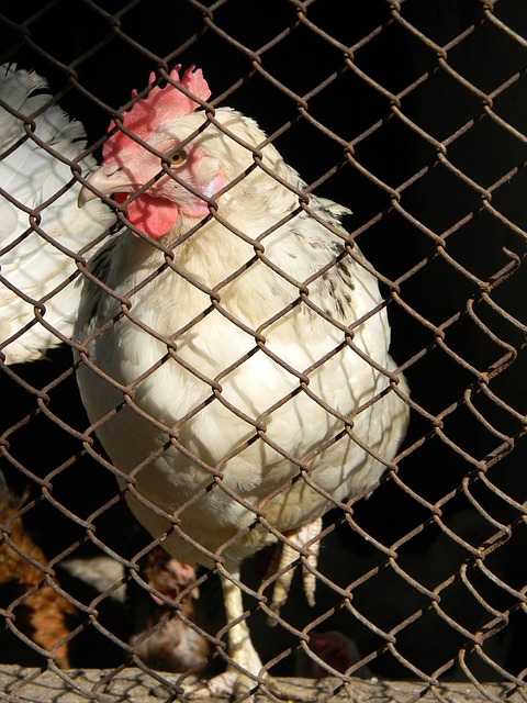 动员走向国 动员走向国